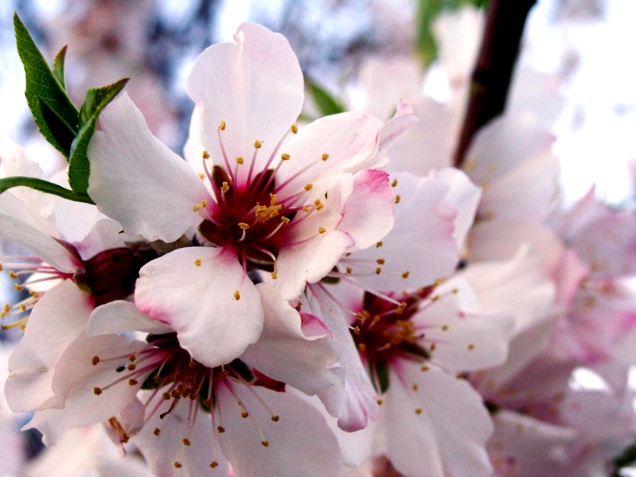 A Bath in Spices and Blossoms