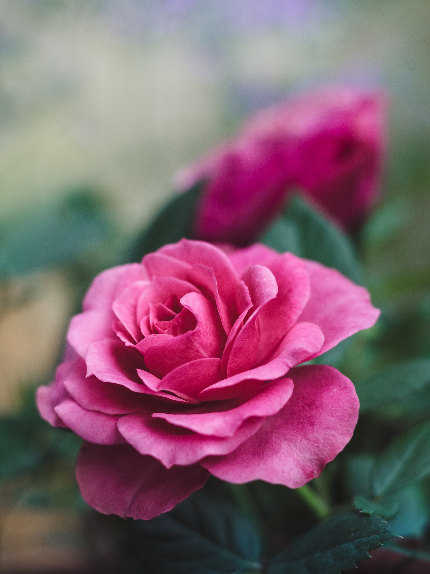 Bulgarian rose