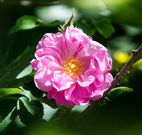 Virgin Turkish Rose